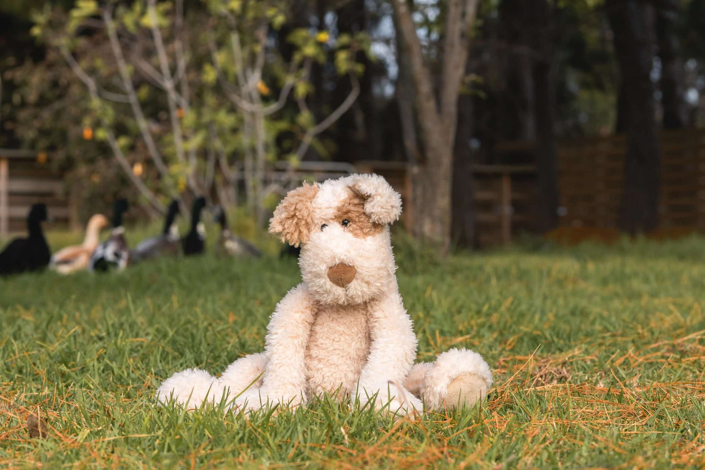 Buddy the Dog