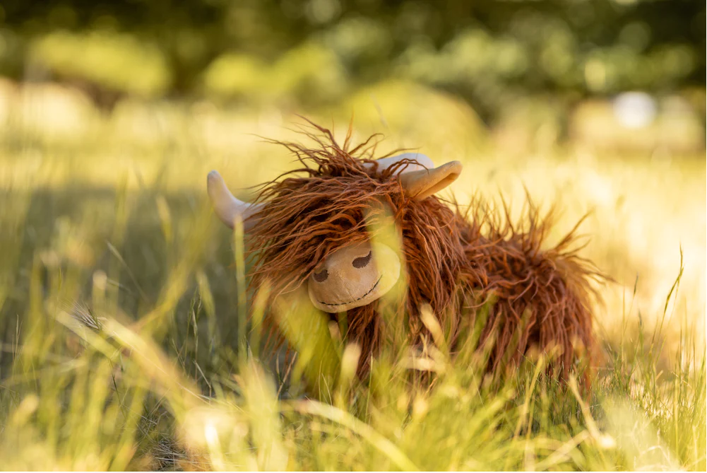 Heidi the Highland Cow