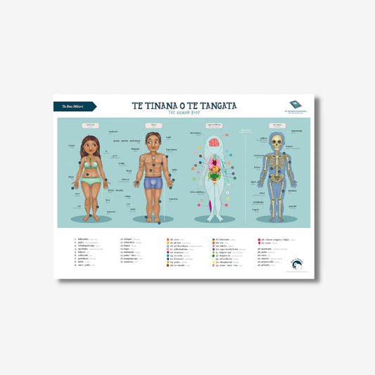 Te Reo Māori Human Body A2 Poster